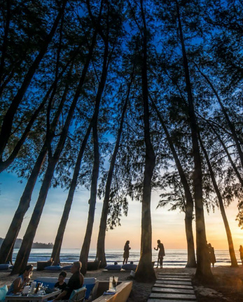 Trees and the beach